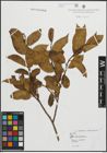 Foto von Salix pentandra L.